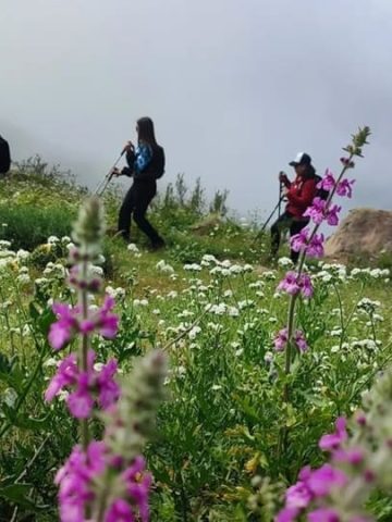 The Wild Trekking Club