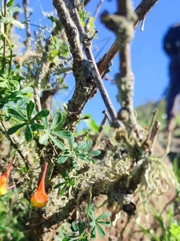 The Wild Trekking Club